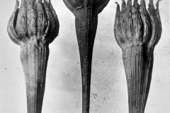 Karl Blossfeldt, Lämmersalat