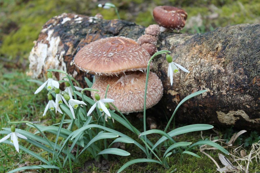 Shiitake Pilzanbau